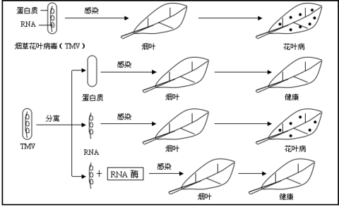 遗传学史上的两个情侣病毒 | 壹读百科