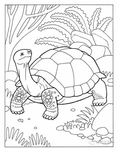 【教程】免费学画画,今天教你画乌龟,别忘了交作业
