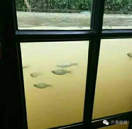 蚂蚁困孤岛、小龙虾越狱、鳄鱼忙出游…天降暴