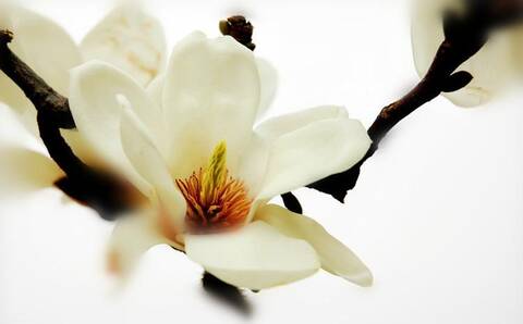 传世算命歌:农历二月份出生人的命运吉凶