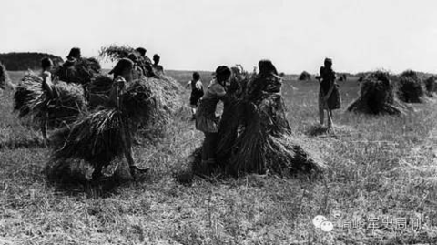 帝国的花蕾--纳粹德国时期的德意志少女联盟