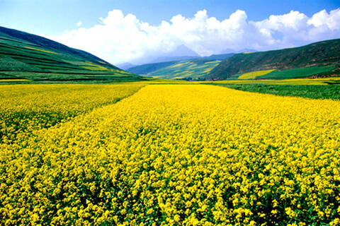 春季到这里来看花:中国最美油菜花海
