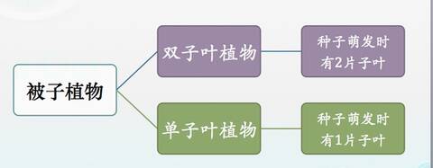 双子叶植物与单子叶植物 by莫莫