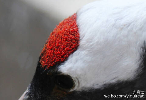 鹤顶红、蒙汗药、情花这些大名鼎鼎的毒药到底