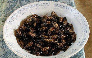 Fried cicadas in Thailand