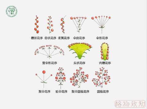 花序形态示意图 by网络