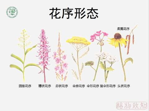 花序形态示意图 by网络