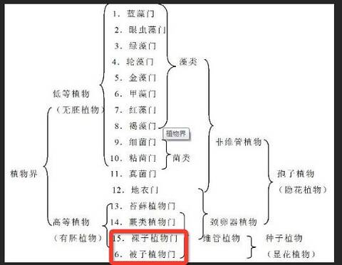 植物界分类示意图 by网络