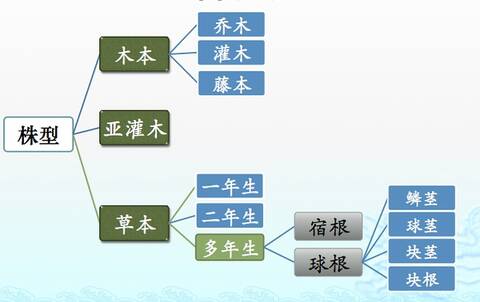 株型分类图 by莫莫