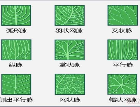 叶缘脉分类图 by网络