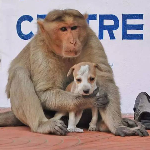 印度猴子收养一只流浪小狗感动了整个世界