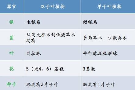 双子叶植物和单子叶植物区别图 by莫莫