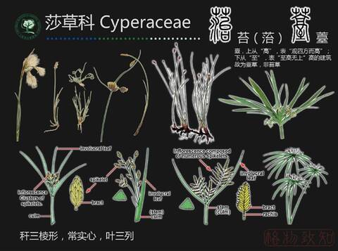 莎草科图解 by网络