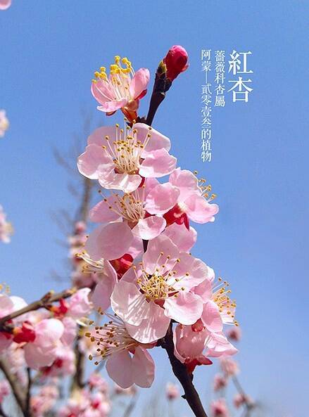 红杏