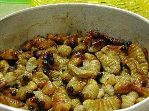 Tree worms in the Philippines