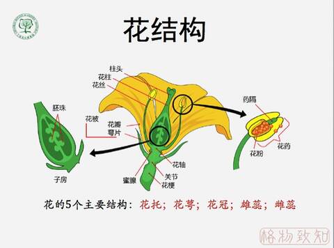 花结构示意图 by网络