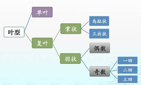 叶型分类图 by莫莫