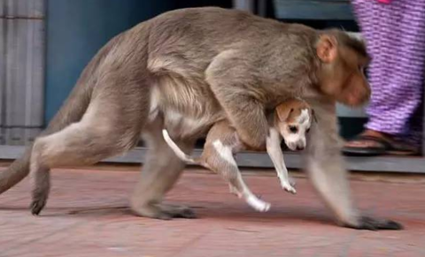 印度猴子收养一只流浪小狗感动了整个世界