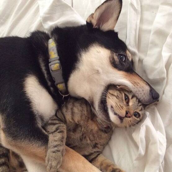猫:我真是日了狗了!