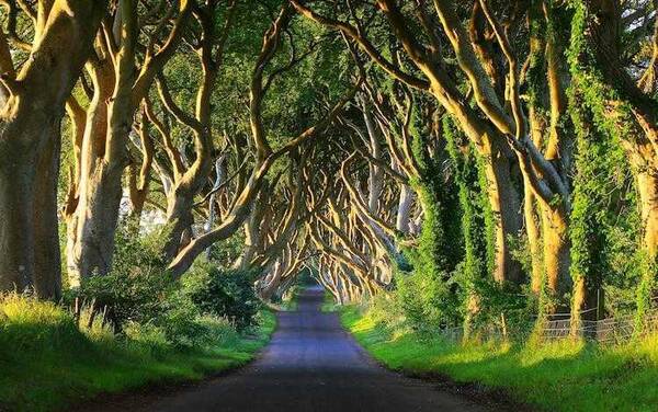 著名的国王大道,北爱尔兰的景点"黑暗树篱(dark hedges)