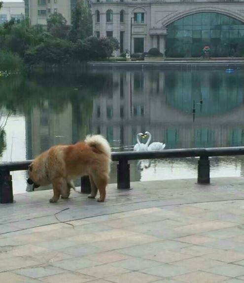 我有一张你在湖边偷看情侣洗澡的老照片