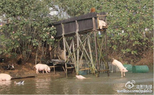  晚FUN来了161115:你送她的花很好看 她的垃圾桶也很喜欢