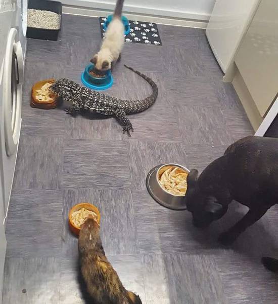 囧图170118:我滴老家，就住在这个马桶里