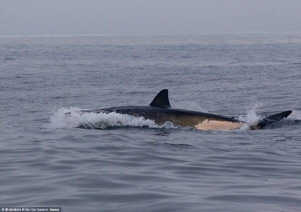 海豹逃生记 为了逃脱虎鲸追杀它跑上了人类的船