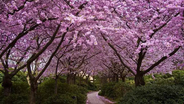 看樱花不远行!成都这些地方"樱花雨"正在下,错过等明年!