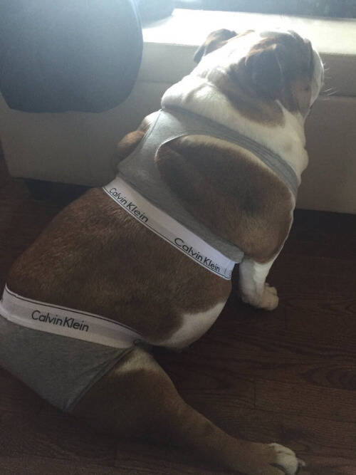 囧图161003:你应该跟我交往的四个理由:求你了x4