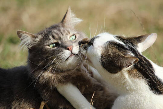 囧图161003:你应该跟我交往的四个理由:求你了x4