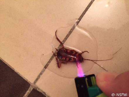 慎入!南方的蟑螂不但会飞还有鸡蛋大 完杀北方