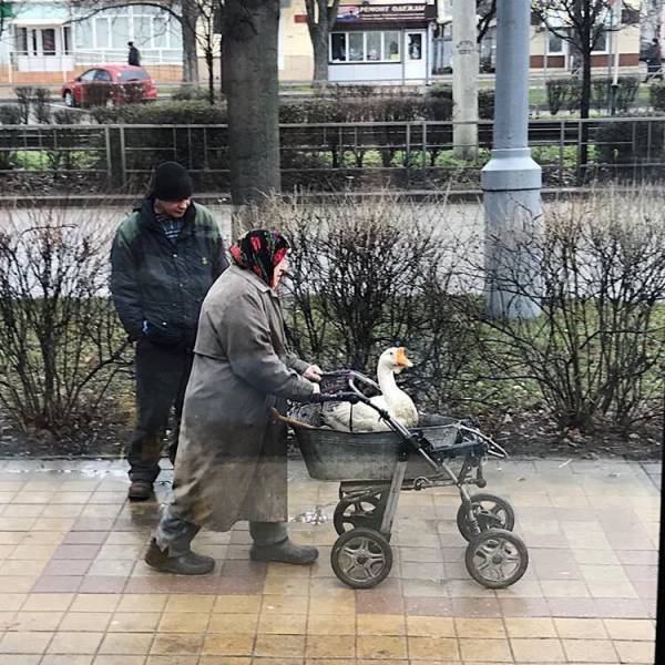 囧图170309:小学生：我家有的是钱有的是车
