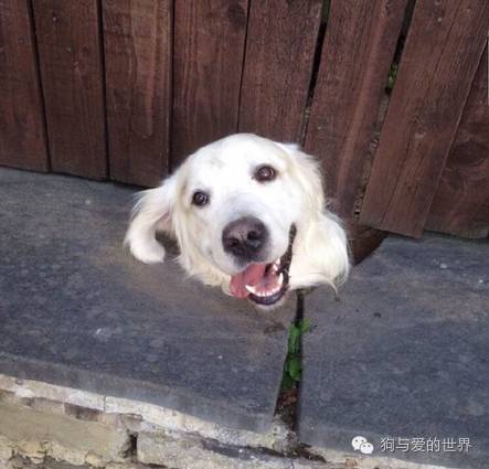 如果你在围墙根下看到了一颗狗头......