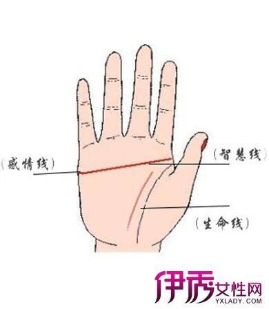 断掌手相不多见,每百人不及十人,其中西方人少见,东方人略多.