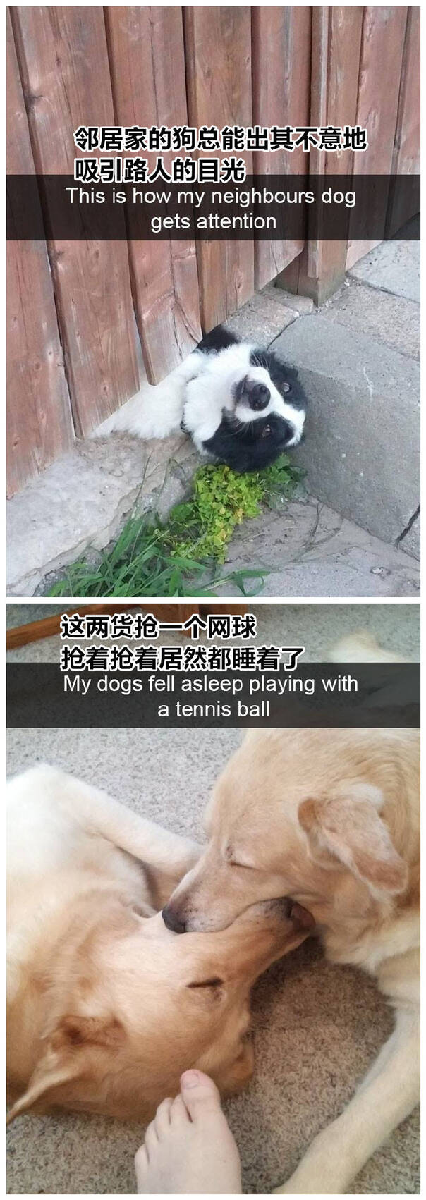  囧图161117:备胎很多 但备胎的故事都差不多|39图