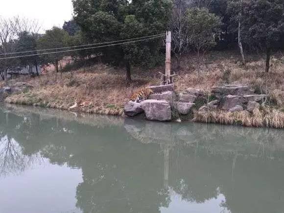 被老虎咬死男子曾连踢虎头13脚 3次试图站起未果