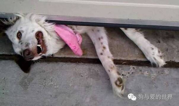 如果你在围墙根下看到了一颗狗头......