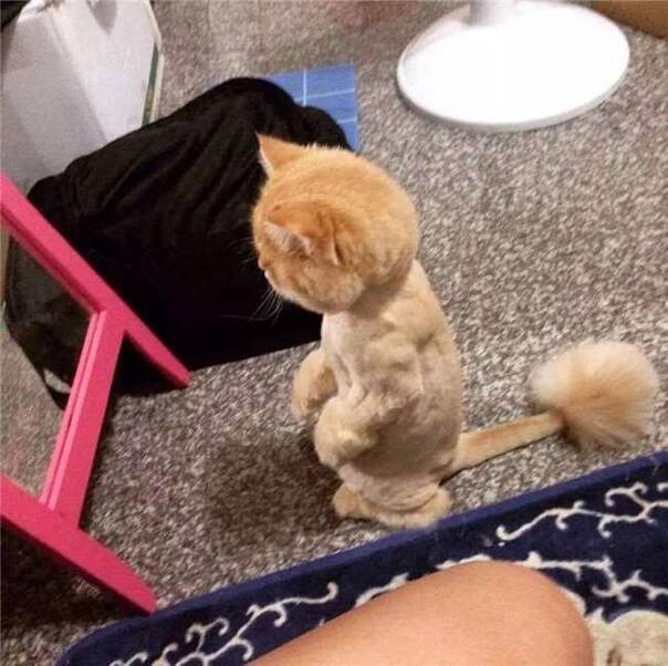 看到镜子里自己剃毛后的蠢样,猫咪崩溃了~~~  "(惊呆)这…这是谁?"
