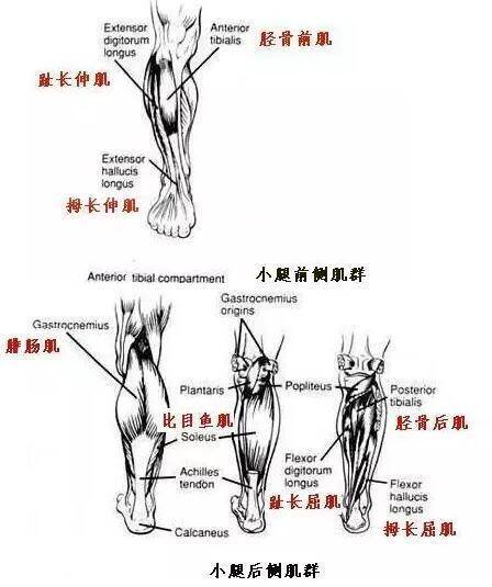 小腿肌肉的构成