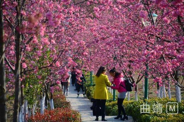 云南省曲靖市马龙县樱花谷:花儿这般美 直把游人醉