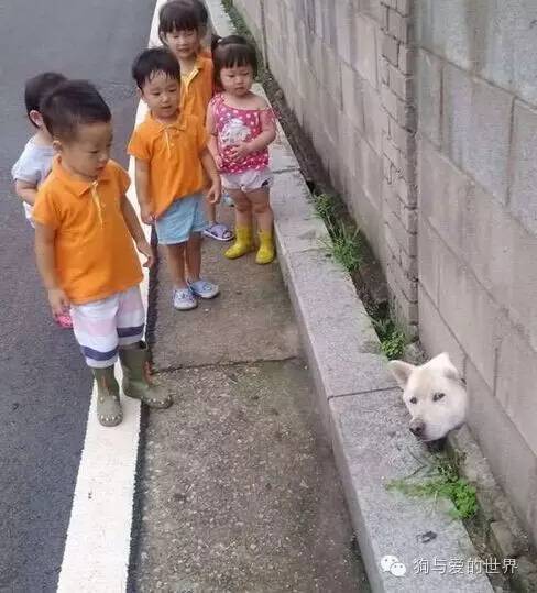 如果你在围墙根下看到了一颗狗头......