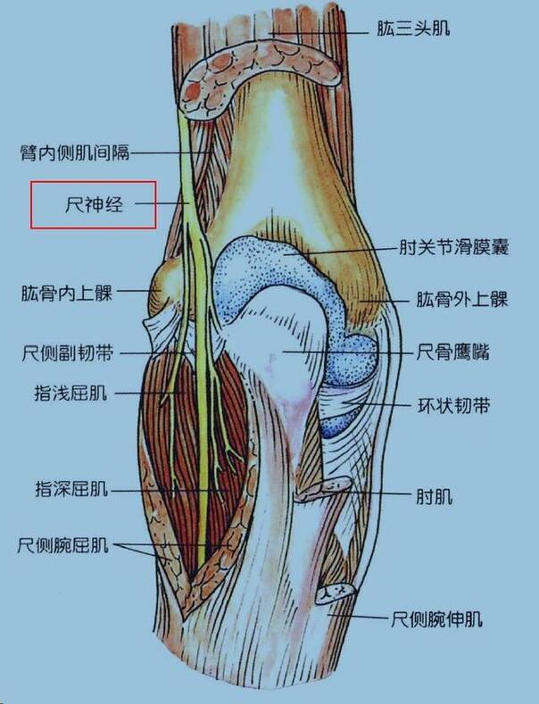 伸直型肱骨髁上骨折:当跌倒时,肘关节处于半屈或伸直位,手掌着地