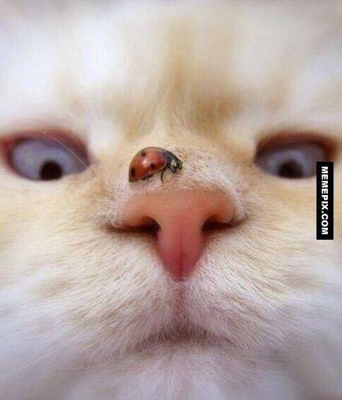 囧图150330:女票说晚上会穿着红肚兜跟我玩cosplay|42