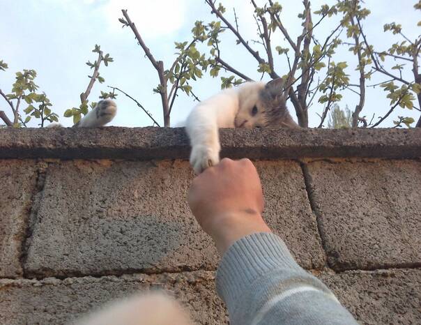 羊狼吃草疯狂猜成语_狼吃草(3)