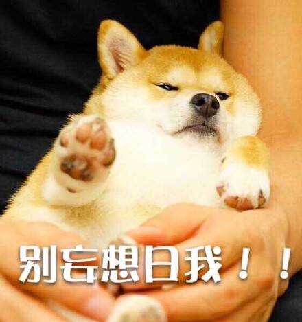 表情150512:柴犬小萌物什么的 最适合做表情包了不用谢!