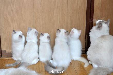 [萌宠]家里养了一窝布偶猫 感觉看到了影分身术