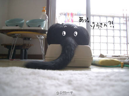 萌宠150619:猫咪臀部上有大象 你~的鼻子为什么这么长