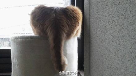 [萌宠]猫咪臀部上有大象 你~的鼻子为什么这么长