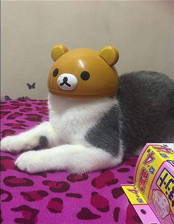 这年头,当个宠物也不容易啊…